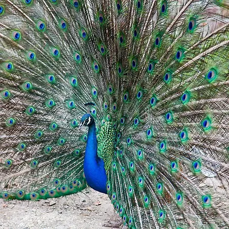 Le Mas Des Roches Proche Puy Du Fou Отель типа 