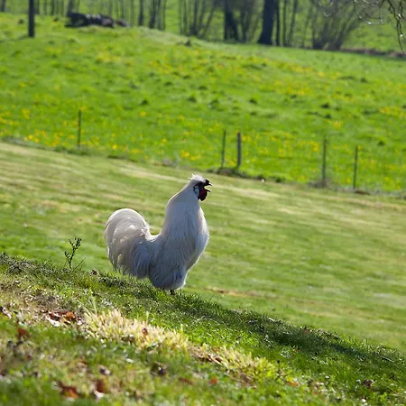 Le Mas Des Roches Proche Puy Du Fou