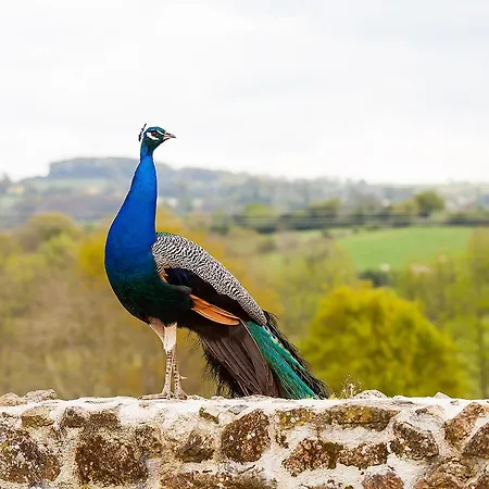 לינה וארוחת בוקר Des Roches Proche Puy Du Fou Saint-Paul-en-Pareds